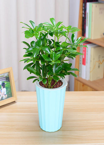 惊！北仑盆景租赁价格竟藏着这些秘密！