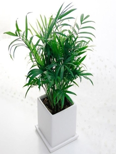 宁波海曙盆景出租，服务贴心，打造别样景观！