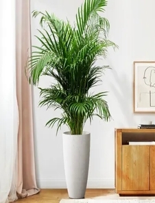 宁波江北绿化养护，实惠之选别错过！