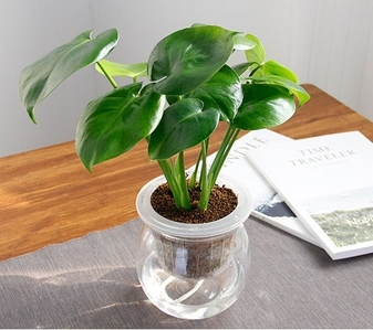 宁波前湾植物租赁，给生活增添一抹绿意