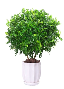 宁波江北花卉租赁哪家靠谱？快来一探究竟！